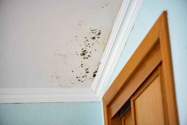 Best Health and Safety Mold Remediation in Davis, CA