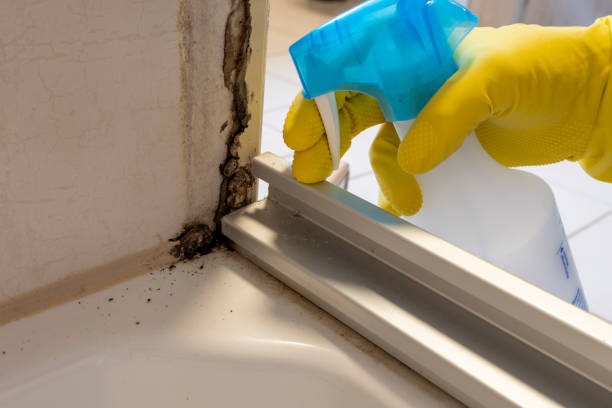 Best Bathroom Mold Remediation in Davis, CA