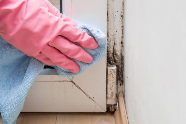 Best Attic Mold Remediation in Davis, CA