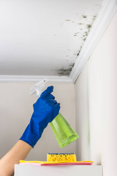 Best Health and Safety Mold Remediation in Davis, CA